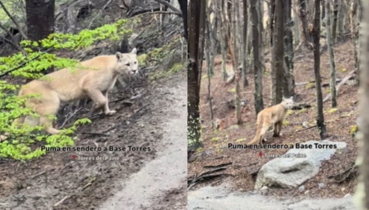 #Tendencias 
"Ella siguió la misma ruta": Turistas presenciaron emotivo encuentro con puma en Torres del Paine
Más detalles ⬇️