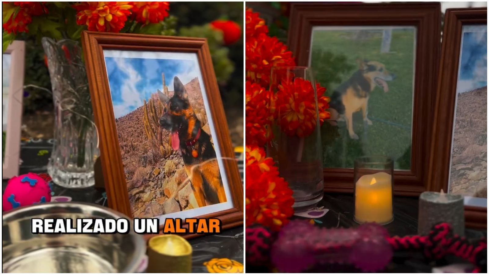 Día de los Muertos para las mascotas