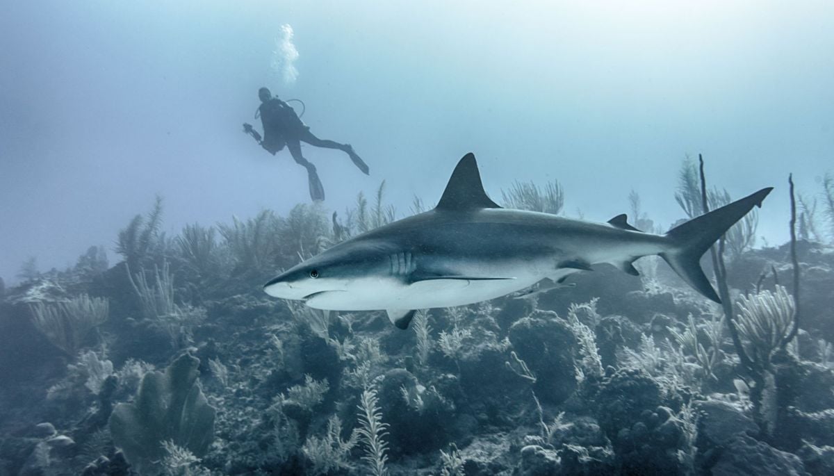 #DeutscheWelle 

Tiburones "inofensivos" matan por primera vez a un humano
     
Más detalles ⬇