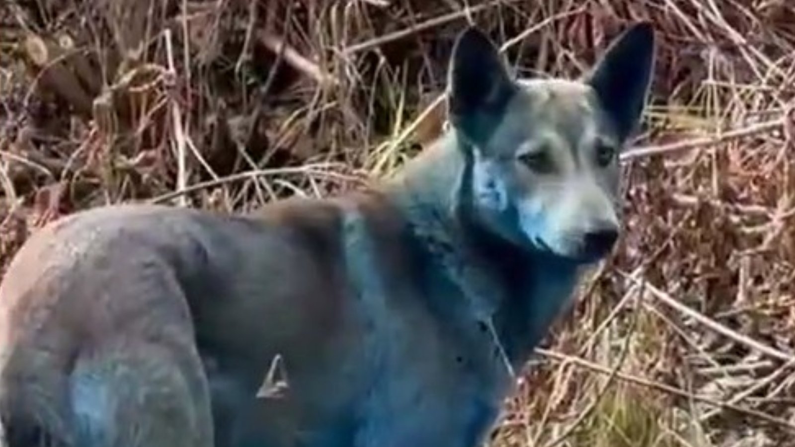 Perro azul de Chernóbil