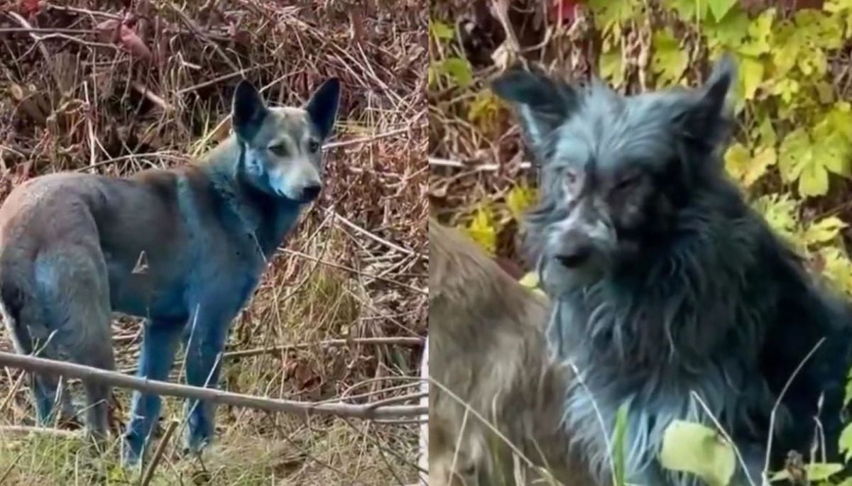 #Internacional    

Alerta en Chernóbil por la aparición de perros azules
   
Más detalles ⬇