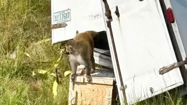 Monos escaparon tras accidente vial en estados unidos