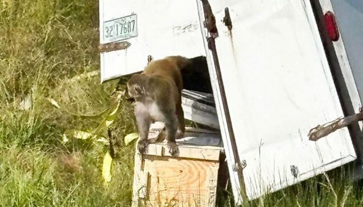 #Internacional 

Monos que escaparon tras accidente en EE.UU. no habrían estado infectados y fueron sacrificados 

Más detalles ⬇