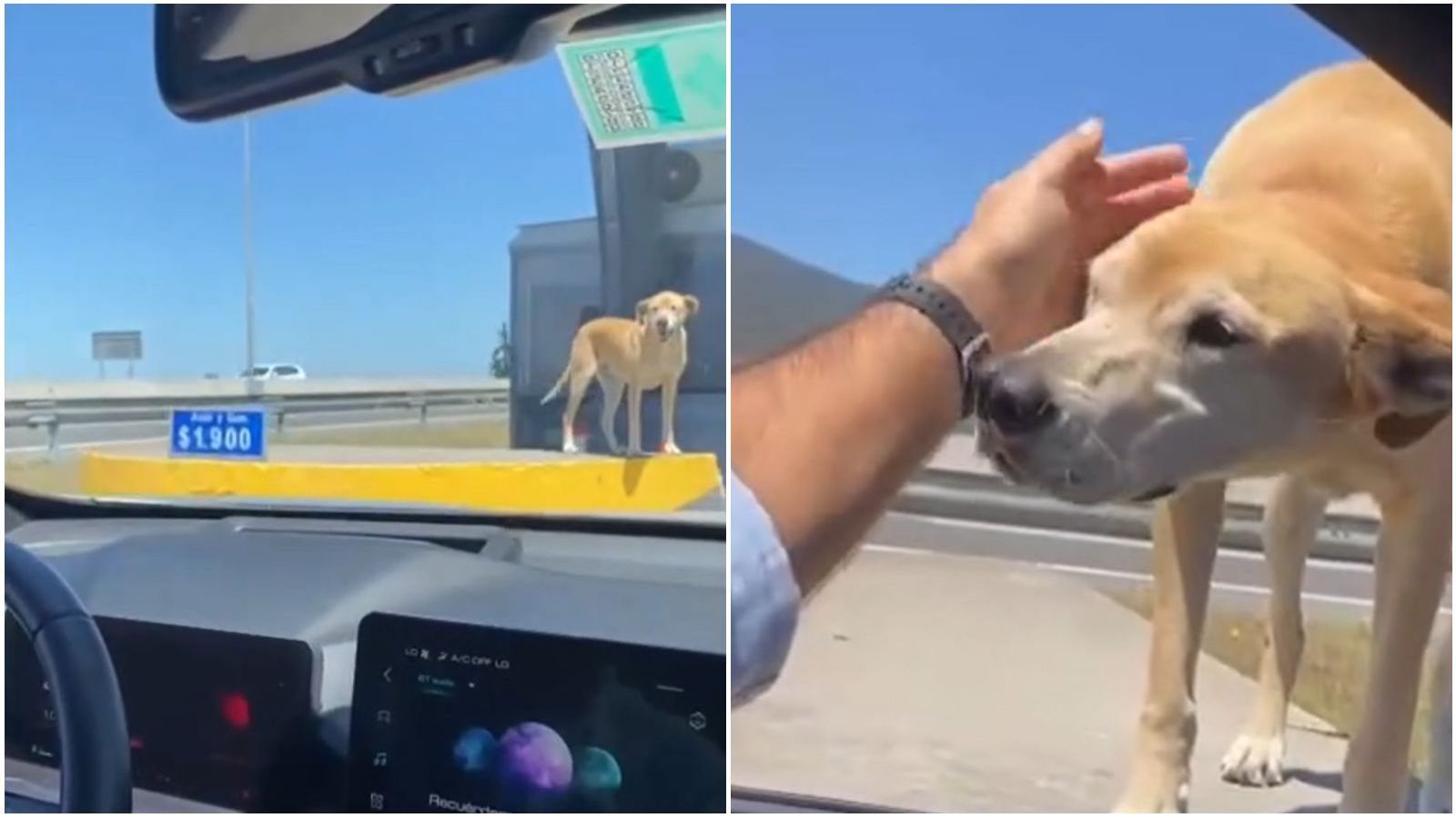 Kurt Carrera se encuentra con perrito en peaje