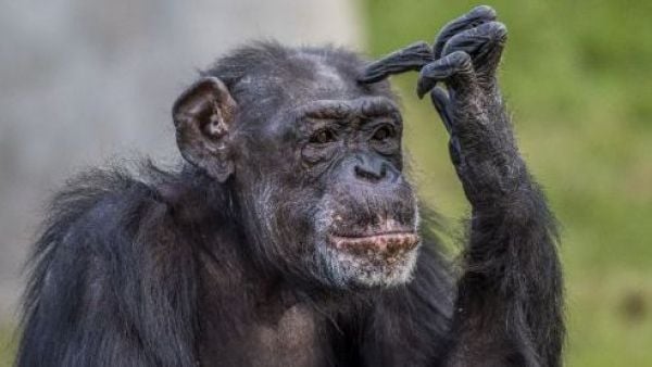 Chimpancés muestran pensamiento racional en nuevo experimento