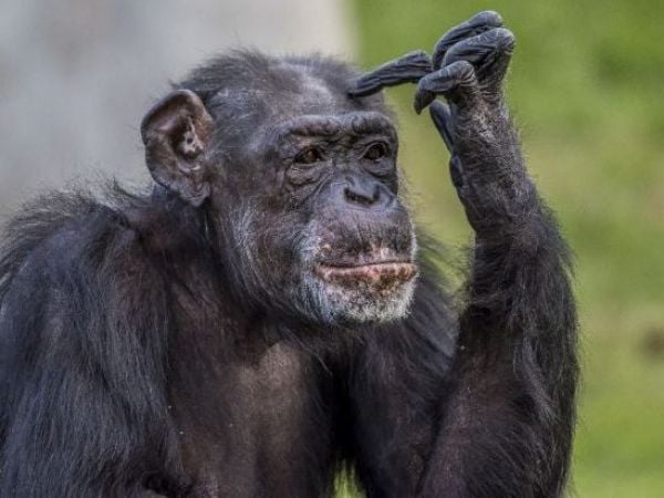 Chimpancés muestran pensamiento racional en nuevo experimento