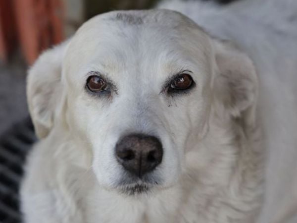 PERRO MUERTE MASCOTA