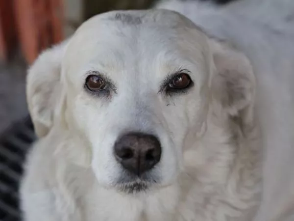 PERRO MUERTE MASCOTA