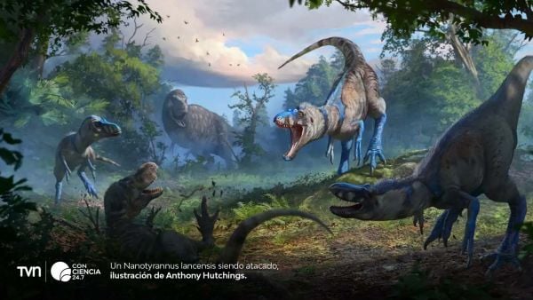 Ilustración de un Nanotyrannu lancensis.