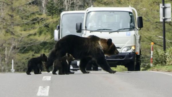 Osos en la calle de Japón