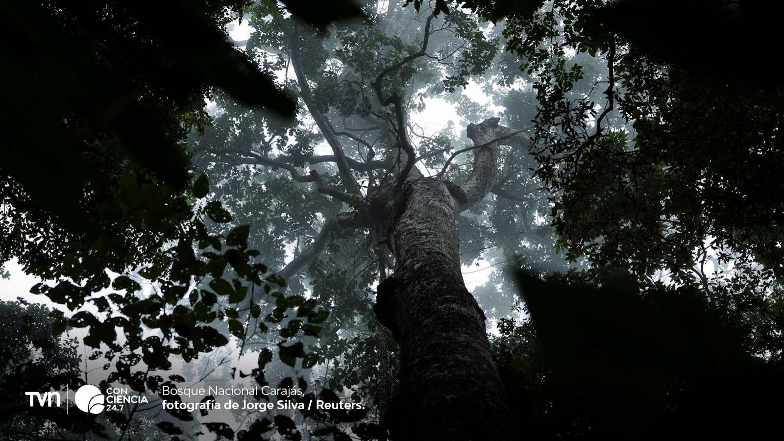 Bosque en la Amazonía.