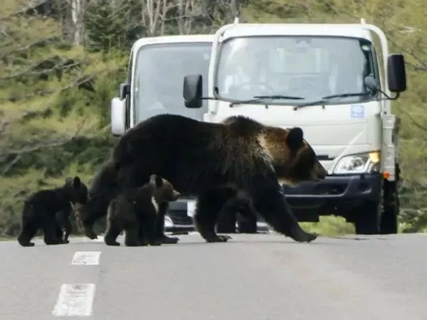 Osos en la calle de Japón