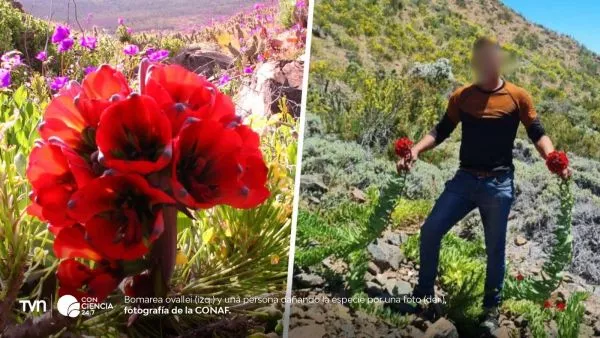 Flores nativas del desierto florido en Atacama, incluyendo garra de león, en plena temporada de floración.