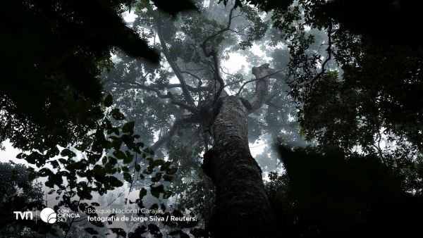 Bosque en la Amazonía.