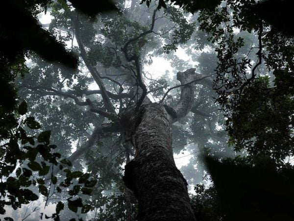 Bosque en la Amazonía.