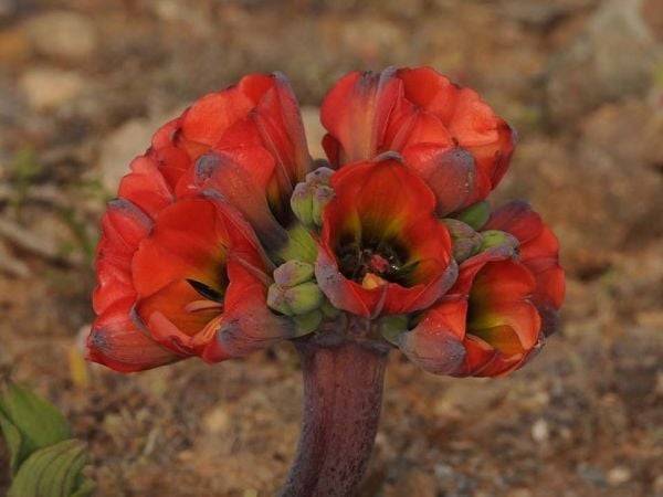 Flores nativas del desierto florido en Atacama, incluyendo garra de león, en plena temporada de floración.