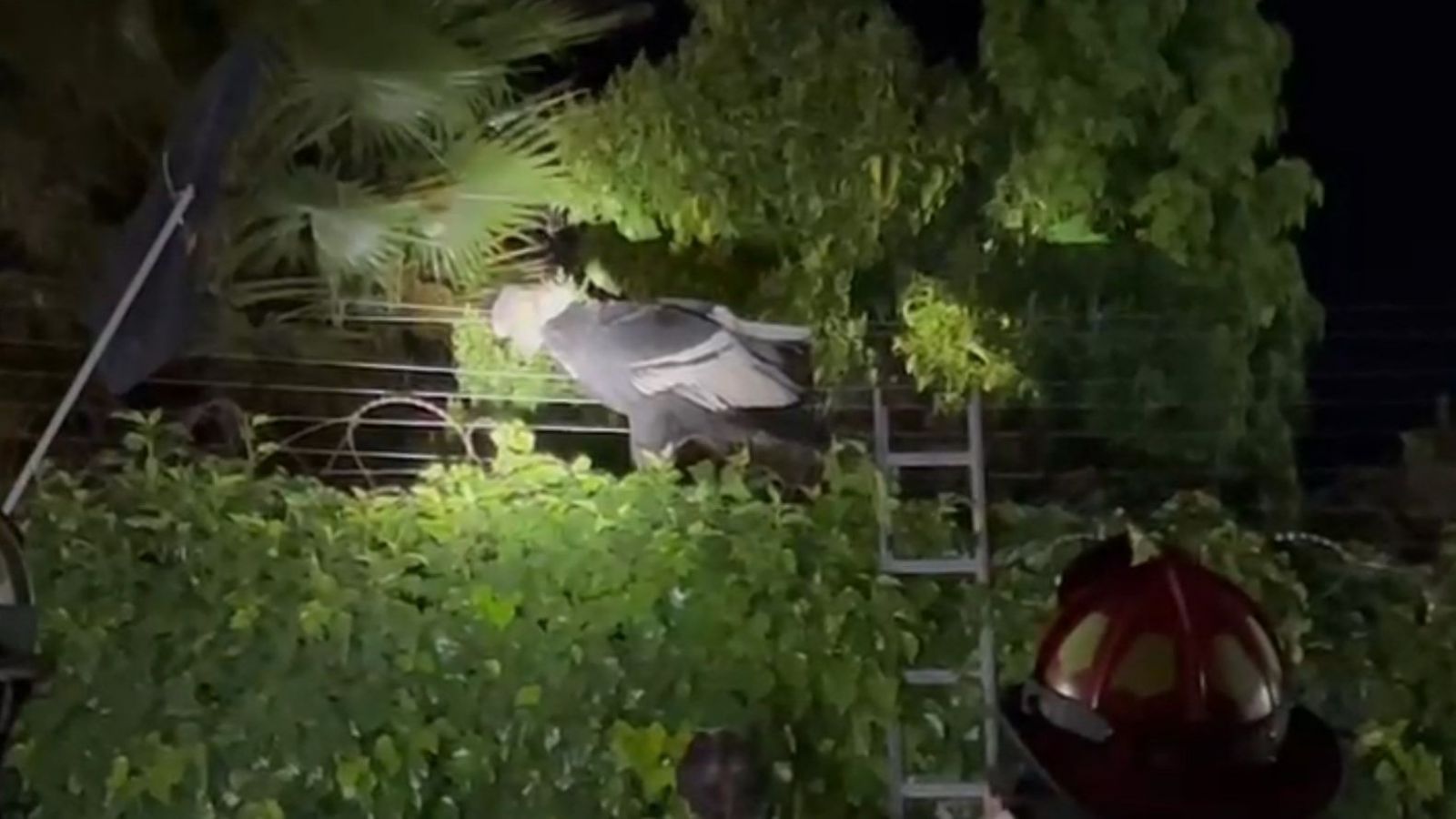 Cóndor atrapado en cerco eléctrico.