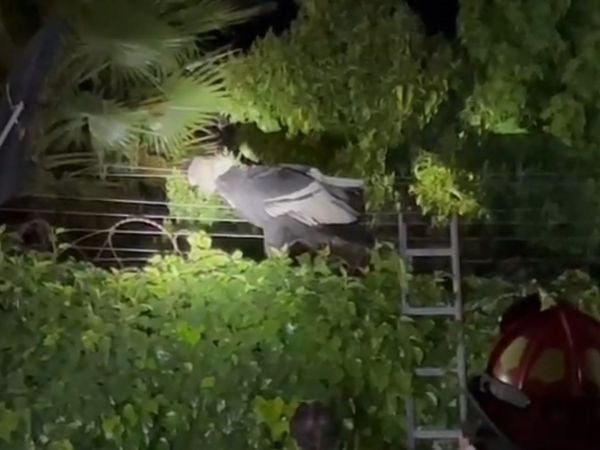 Cóndor atrapado en cerco eléctrico.