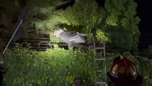 Cóndor atrapado en cerco eléctrico.