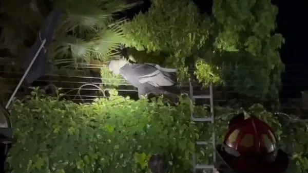 Cóndor atrapado en cerco eléctrico.