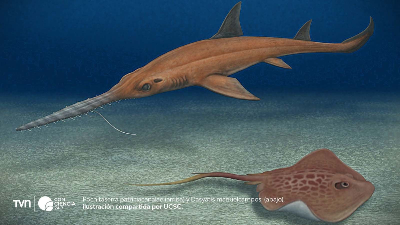 Ilustración de fósiles de tiburones y rayas hallados en la Formación Bahía Inglesa.