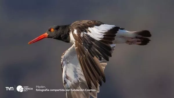 Ejemplar de pilpilén común observado en el Humedal Río Maipo durante la temporada reproductiva 2025, monitoreado por Fundación Cosmos y la ROC.
