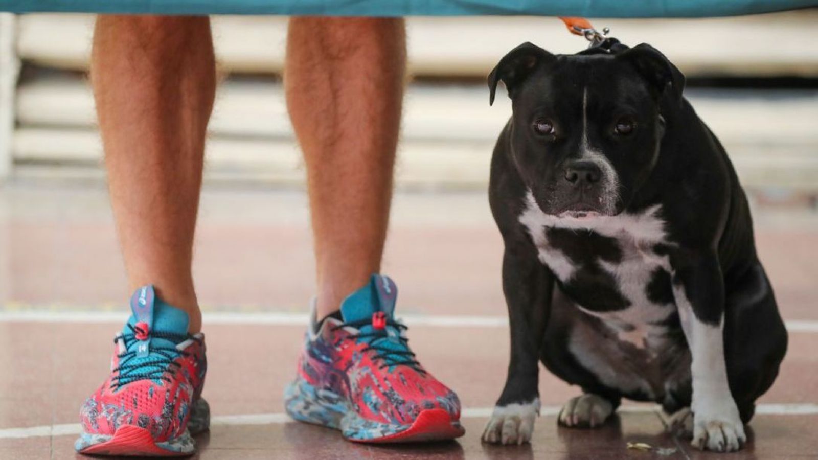 Persona votando con su perro en las elecciones 2025