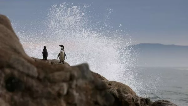 Pingüinos de Humboldt