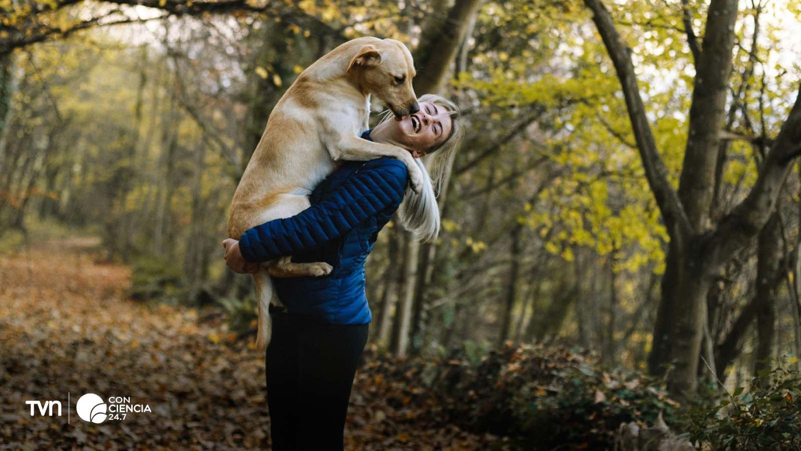 Ejemplar hembra de Megachile lucifer, la nueva abeja descubierta en los Goldfields de Australia Occidental con diminutos cuernos en su rostro.