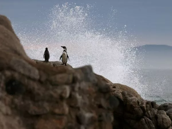 Pingüinos de Humboldt