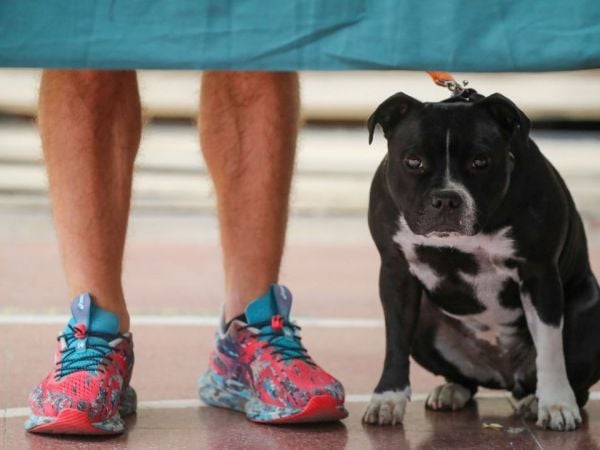 Persona votando con su perro en las elecciones 2025