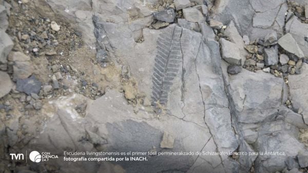 Fósil permineralizado de Escuderia livingstonensis, descubierto en la isla Livingston, que revela una Antártica verde durante el Cretácico.