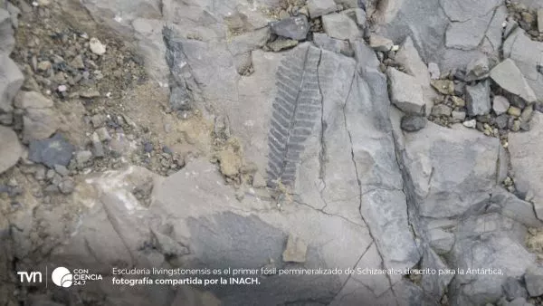 Fósil permineralizado de Escuderia livingstonensis, descubierto en la isla Livingston, que revela una Antártica verde durante el Cretácico.