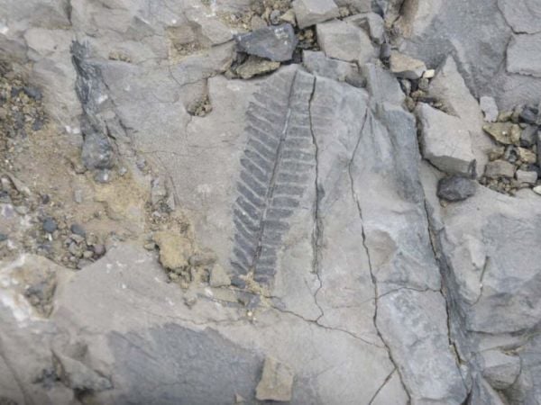 Fósil permineralizado de Escuderia livingstonensis, descubierto en la isla Livingston, que revela una Antártica verde durante el Cretácico.