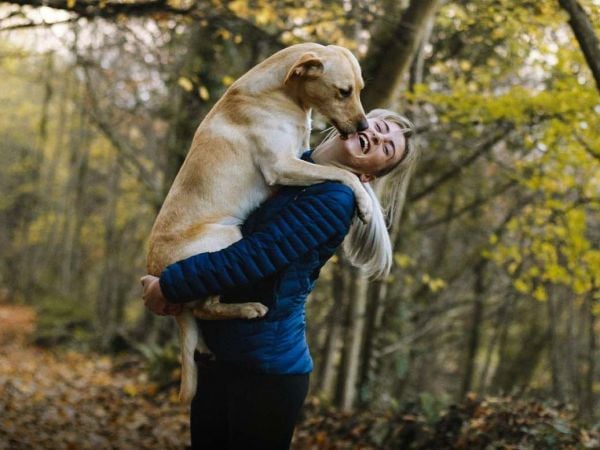 Ejemplar hembra de Megachile lucifer, la nueva abeja descubierta en los Goldfields de Australia Occidental con diminutos cuernos en su rostro.
