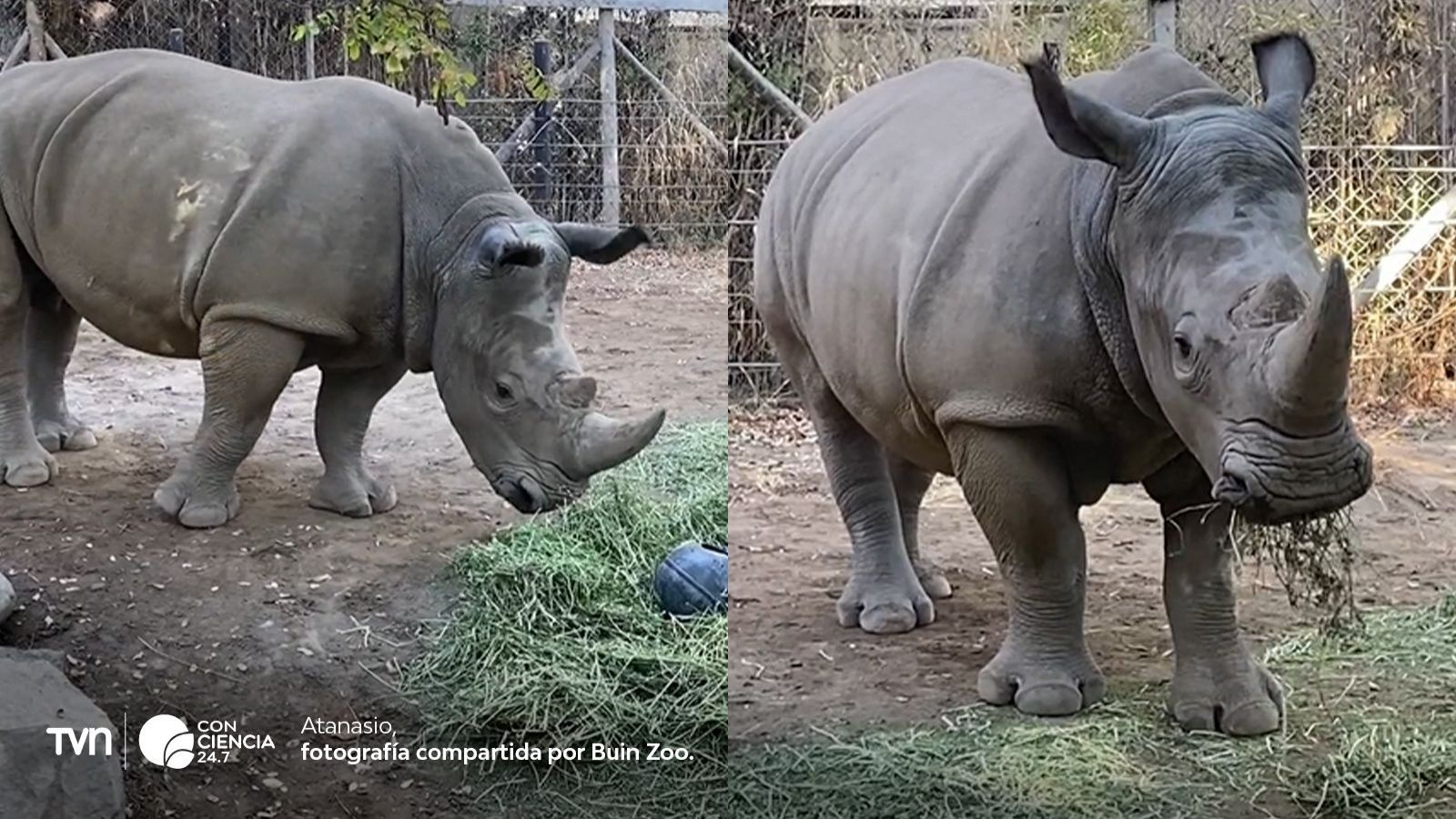 Rinoceronte Atanasio viaja a Brasil para programa de conservación.