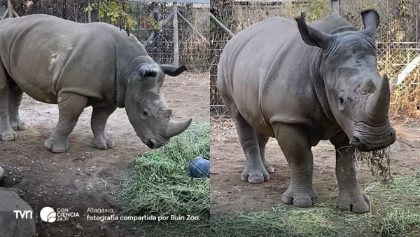 Rinoceronte Atanasio viaja a Brasil para programa de conservación.