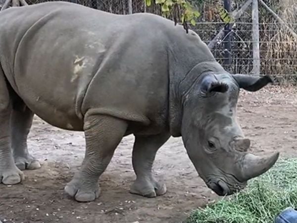 Rinoceronte Atanasio viaja a Brasil para programa de conservación.