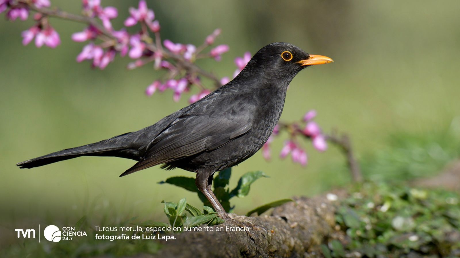 Aves insectívoras repuntan en Francia tras prohibición de pesticidas.
