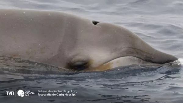 Rara ballena de dientes ginkgo.