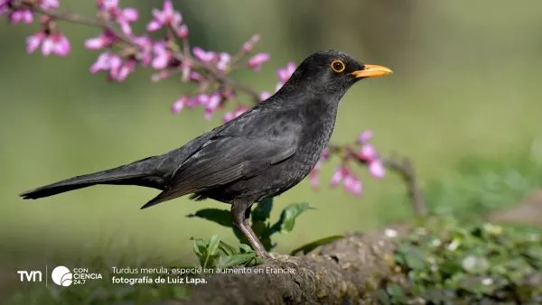Aves insectívoras repuntan en Francia tras prohibición de pesticidas.