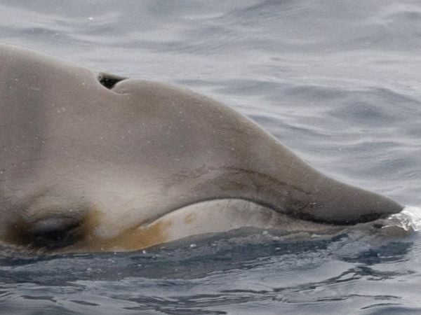 Rara ballena de dientes ginkgo.