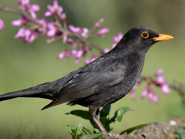 Aves insectívoras repuntan en Francia tras prohibición de pesticidas.