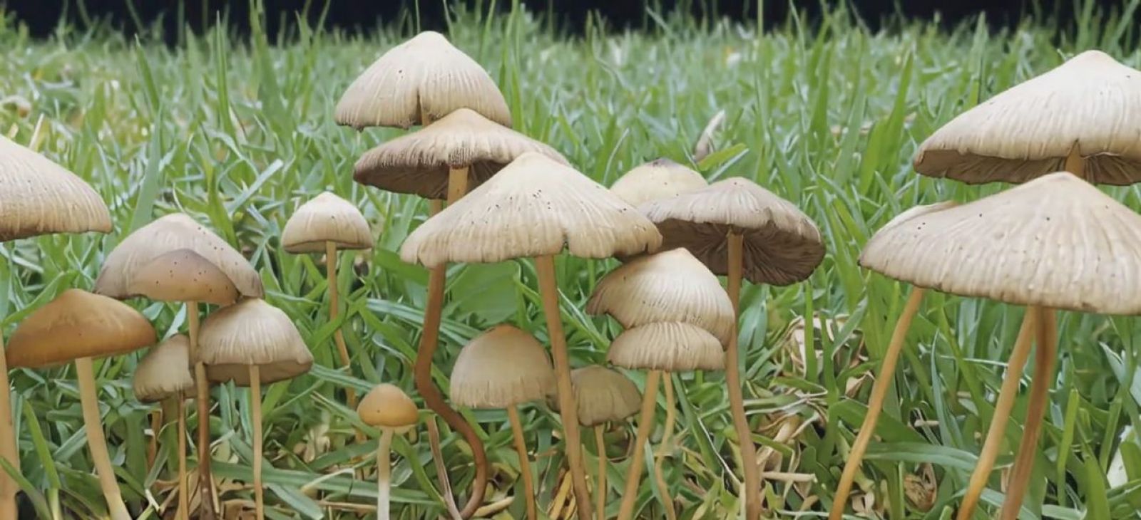 Hongos para sanar: el poder de la psilocibina