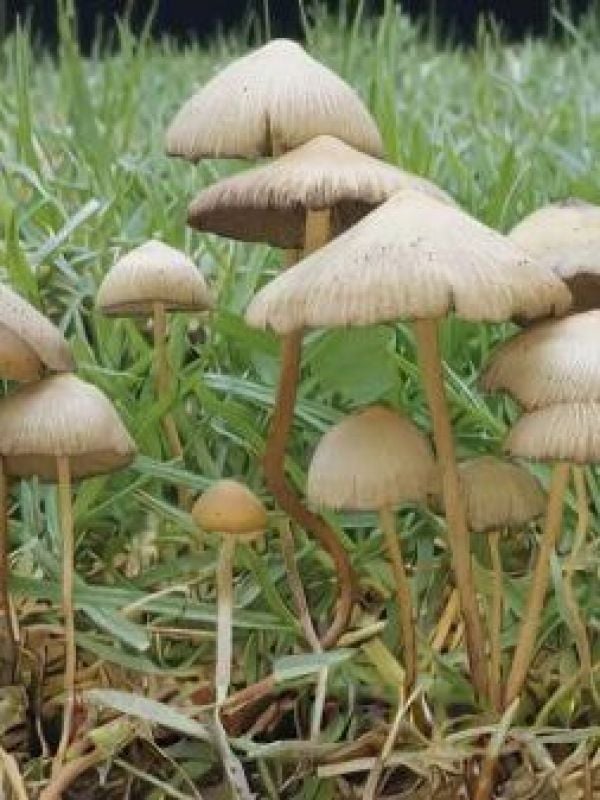 Hongos para sanar: el poder de la psilocibina