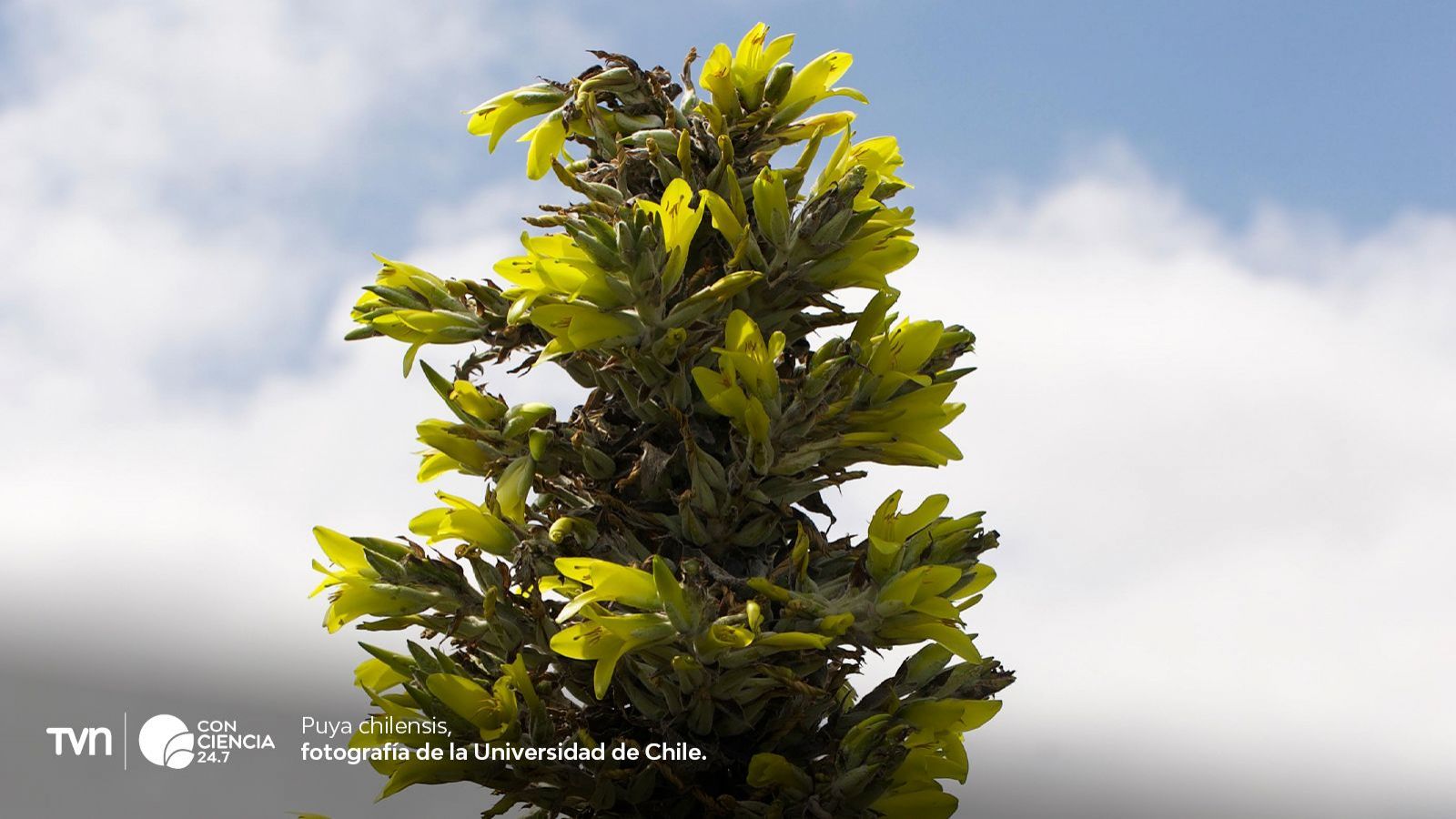 Puya chilensis.
