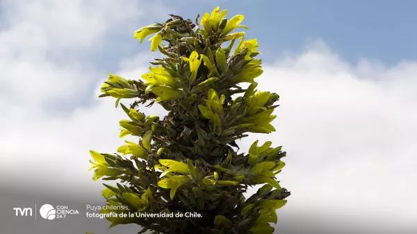 Puya chilensis.