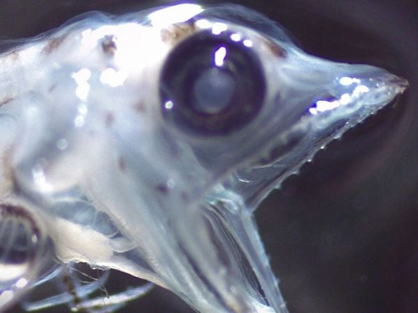 Foto de la primera larva de pez hielo fuera de la Antártica en Chile.