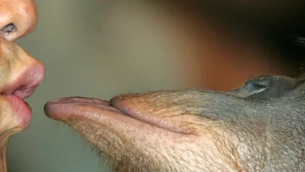 Beso de un simio