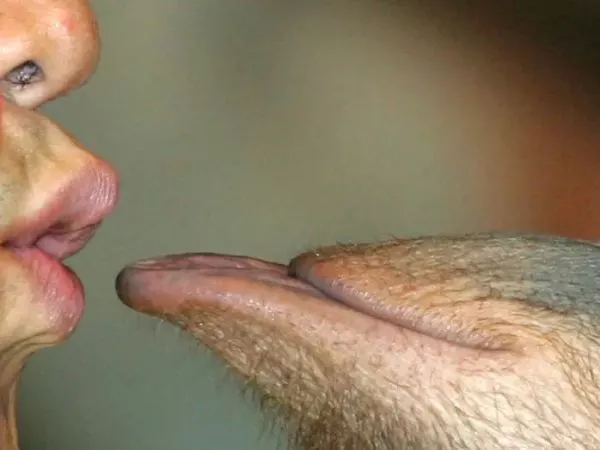 Beso de un simio